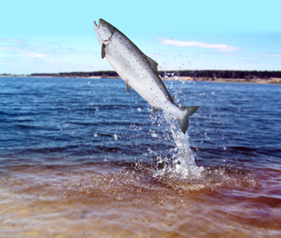 Planet Earth News: Curbing Chemical Waste, Regulating Salmon Farming and Acid Rain
